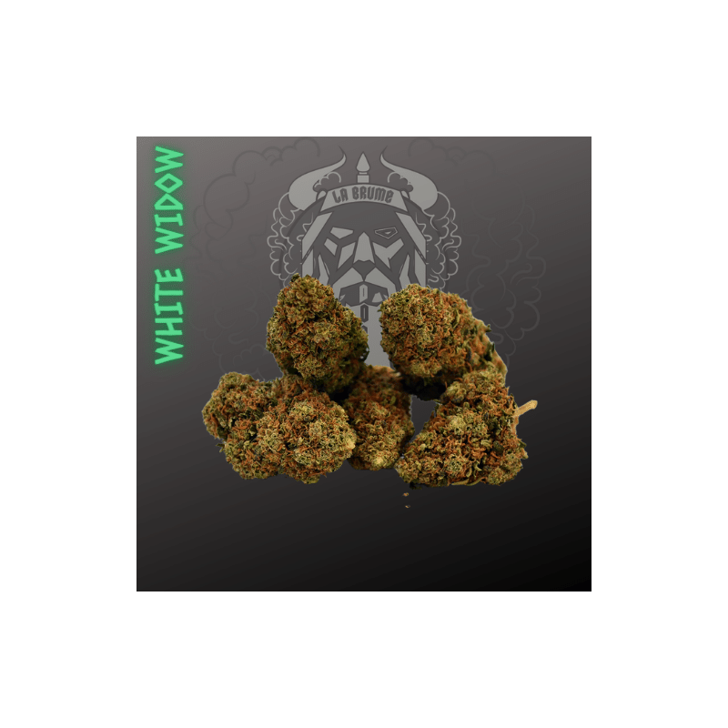 WHITE WIDOW INDOOR WHITE WIDOW INDOOR
